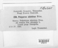 Trichaptum abietinum image